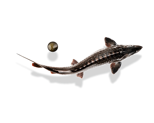 cav-sturgeon_5